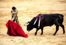 La tauromachie pourrait-elle enfin être interdite en France ?