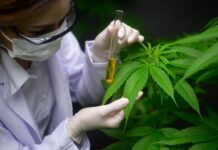 La France prolonge d’un an l’essai du cannabis médical