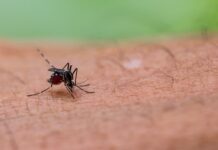 Moustique tigre, frelon asiatique, tique… Quelle présence cet été dans les Hauts-de-France ?