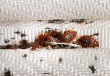 Punaises de lit : “Je ne fais plus une nuit correctement depuis que j’ai connu ça”, confie Kimi, traumatisée par deux expériences