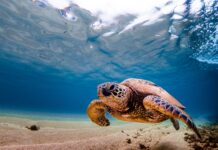 En Nouvelle-Calédonie, tortues et requins pourront défendre leurs droits et intérêts au tribunal