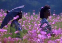 “La Couleur pourpre” : quarante ans de controverse