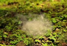 Glyphosate au jardin : combien en utiliser pour éliminer les mauvaises herbes sans risques