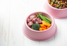 4 idées de repas sains et variés pour votre chien