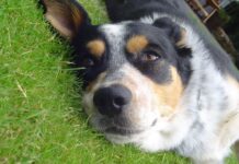 Chaleur estivale : comment aider votre chien à mieux la supporter
